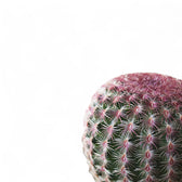 Echinocereus pectinatus close-up of leaf on white background.