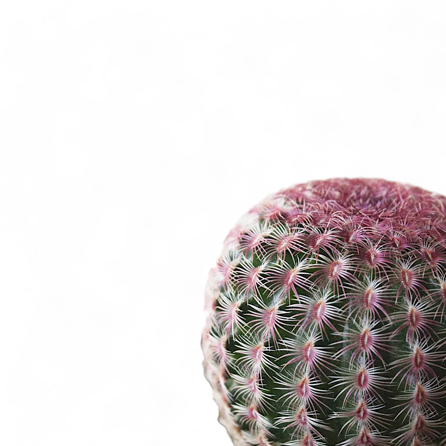 Echinocereus pectinatus close-up of leaf on white background.