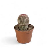 Echinocereus pectinatus potted plant in nursery pot on white background.