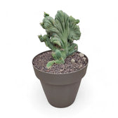 Echinopsis lageniformis f. monstruosa cristata potted plant in nursery pot on white background.