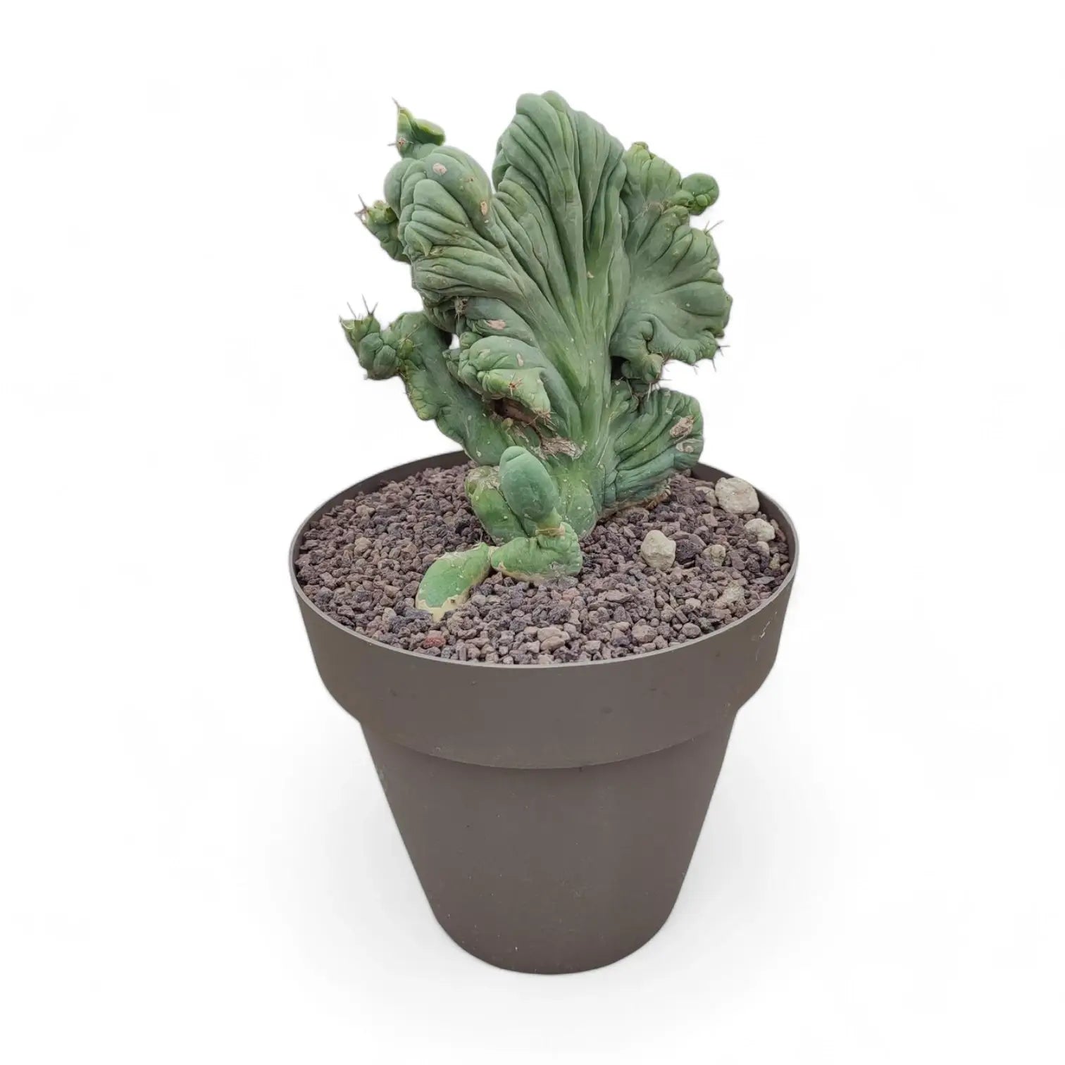 Echinopsis lageniformis f. monstruosa cristata potted plant in nursery pot on white background.