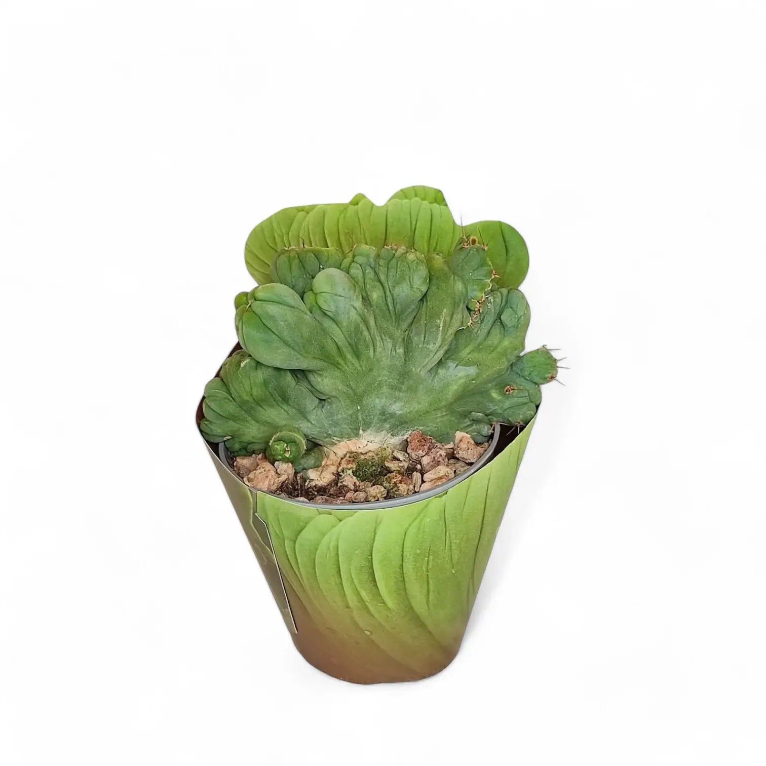 Echinopsis lageniformis f. monstruosa cristata potted plant in nursery pot on white background.