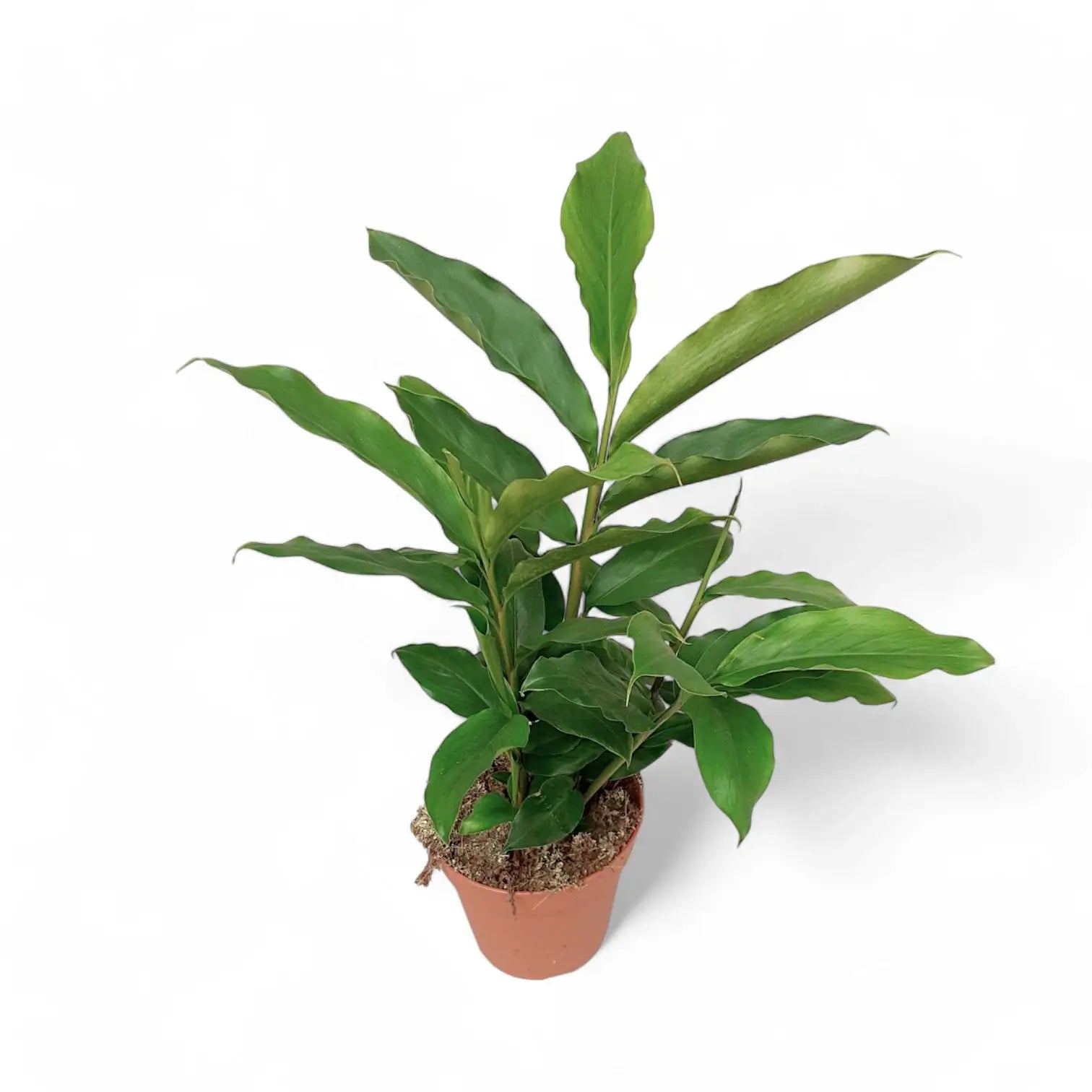 Elettaria cardamomum Zimmerpflanze im Anzuchttopf vor weißem Hintergrund, Produktfoto 2.