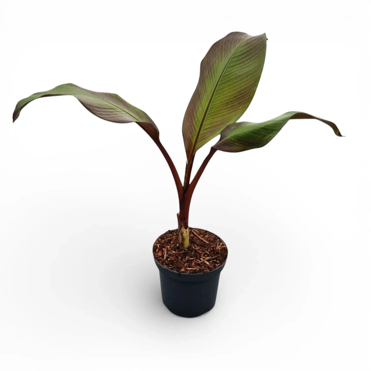 Ensete ventricosum 'Maurelii' im Topf mit großen grünen Blättern vor weißem Hintergrund