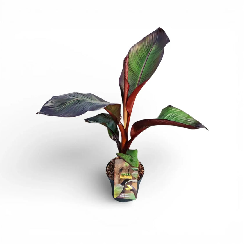 Ensete ventricosum 'Maurelii' potted plant with large green leaves on a white background.
