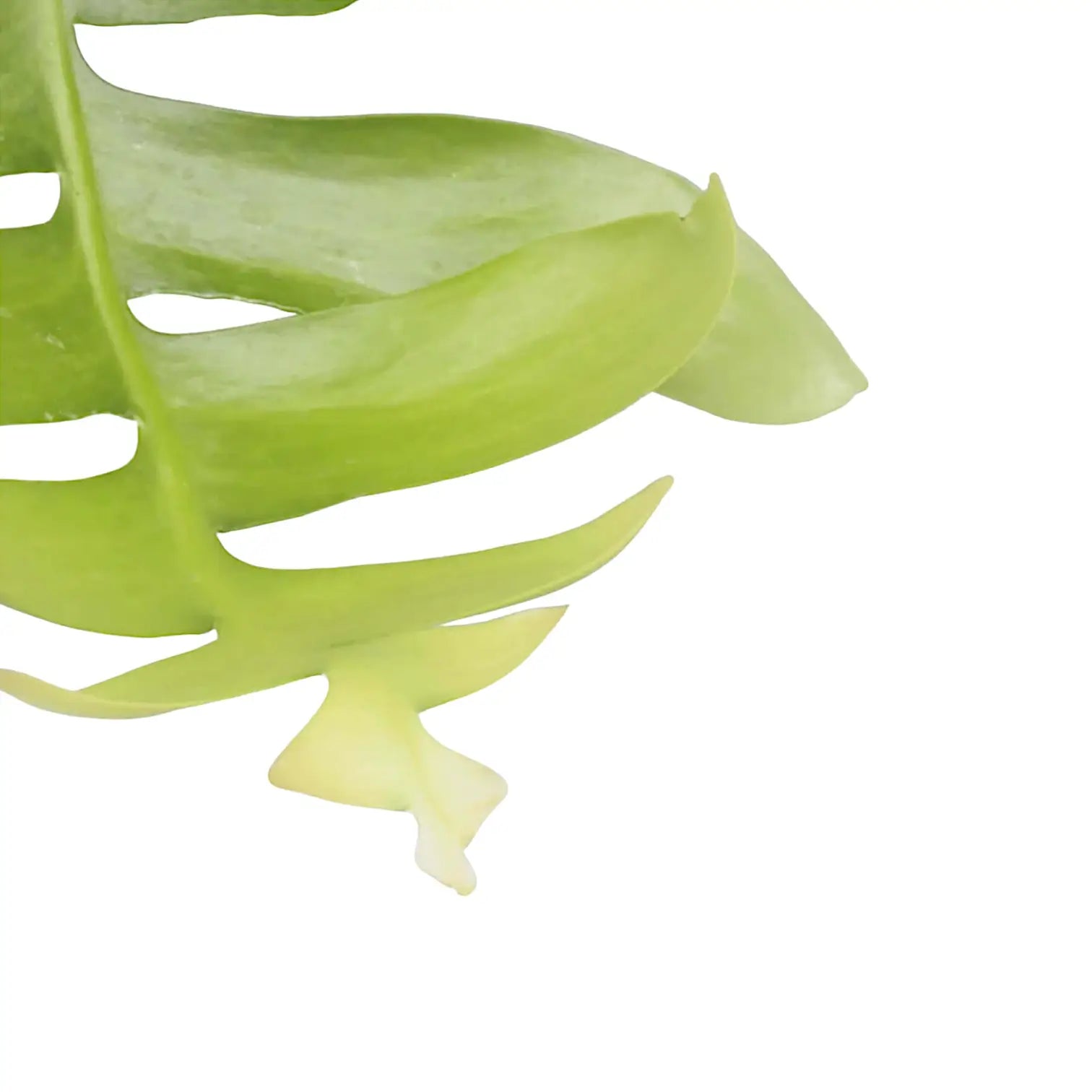 Nahaufnahme eines Triebs von Epiphyllum chrysocardium vor weißem Hintergrund.