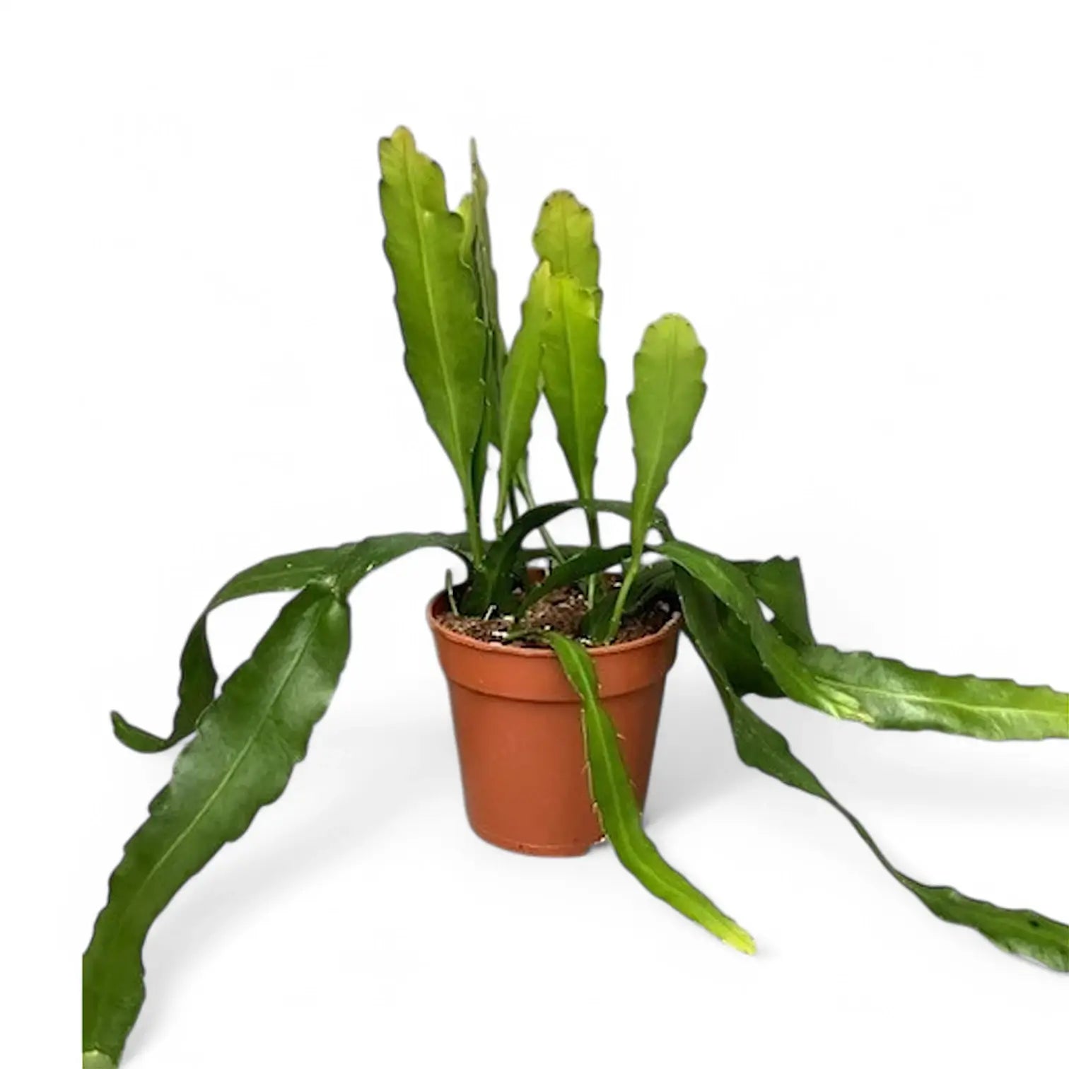 Epiphyllum 'Frühlingsgold' potted plant in nursery pot on white background.