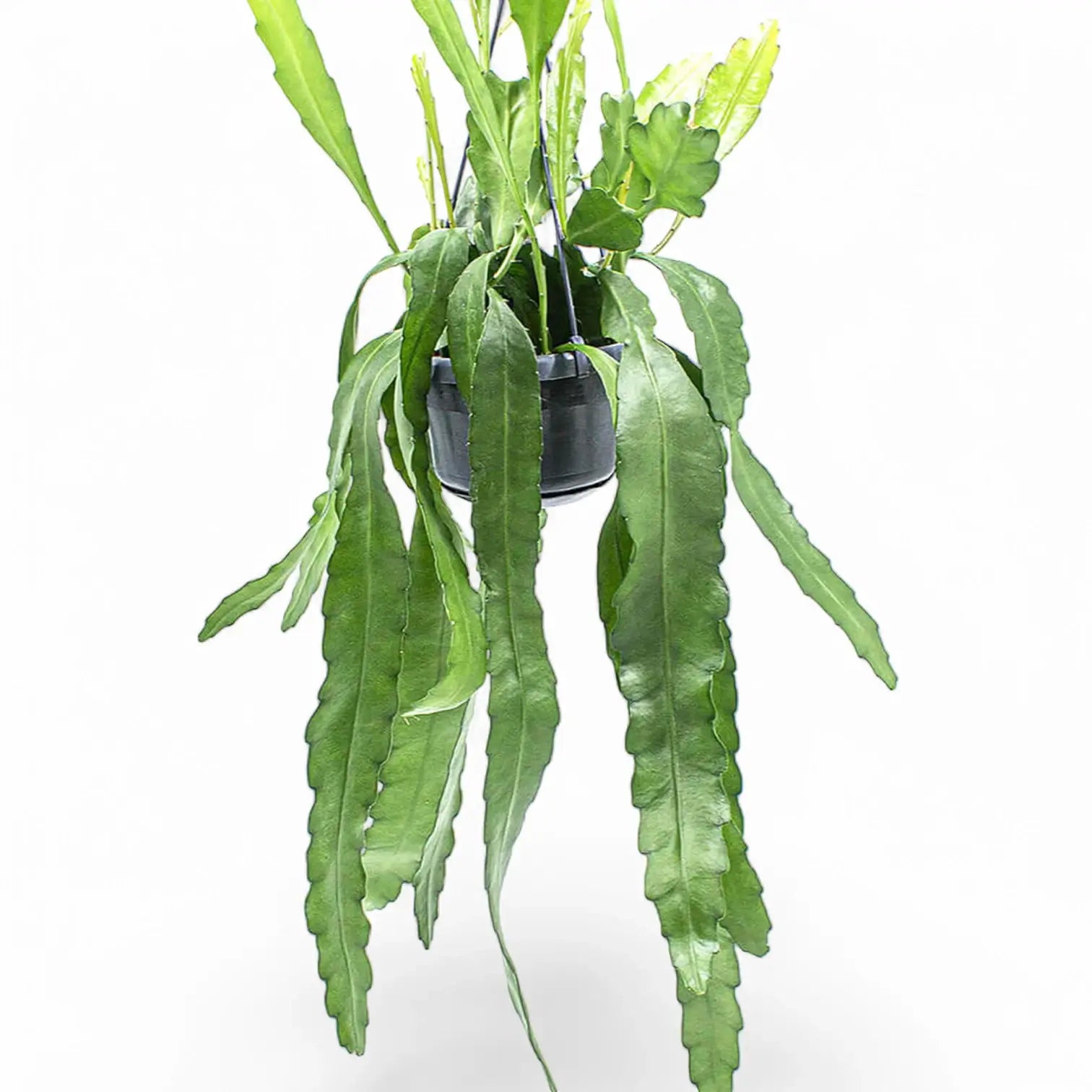 Epiphyllum 'Frühlingsgold' potted plant in nursery pot on white background.