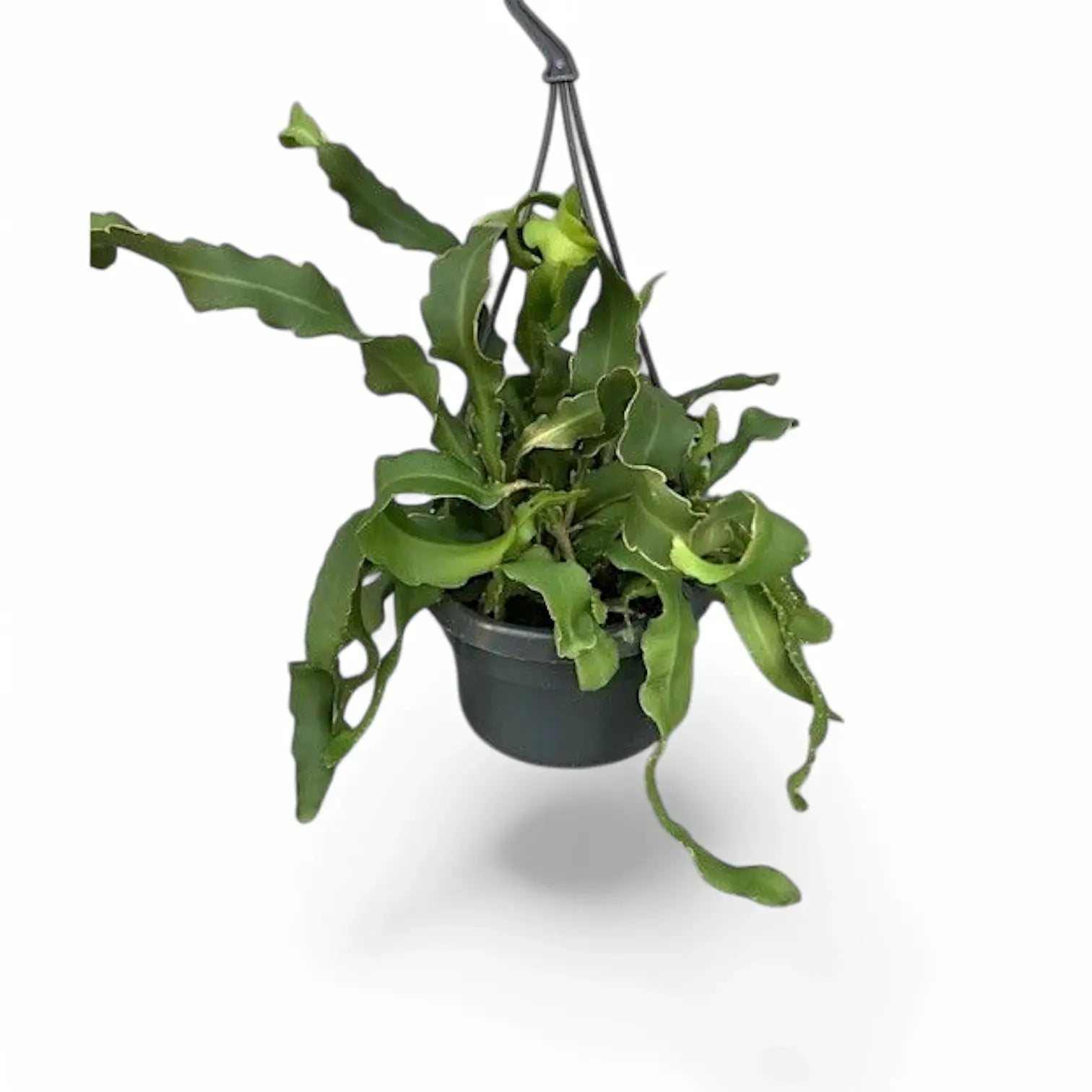Epiphyllum guatemalense potted plant in nursery pot on white background.