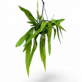 Epiphyllum oxypetalum potted plant in nursery pot on white background.