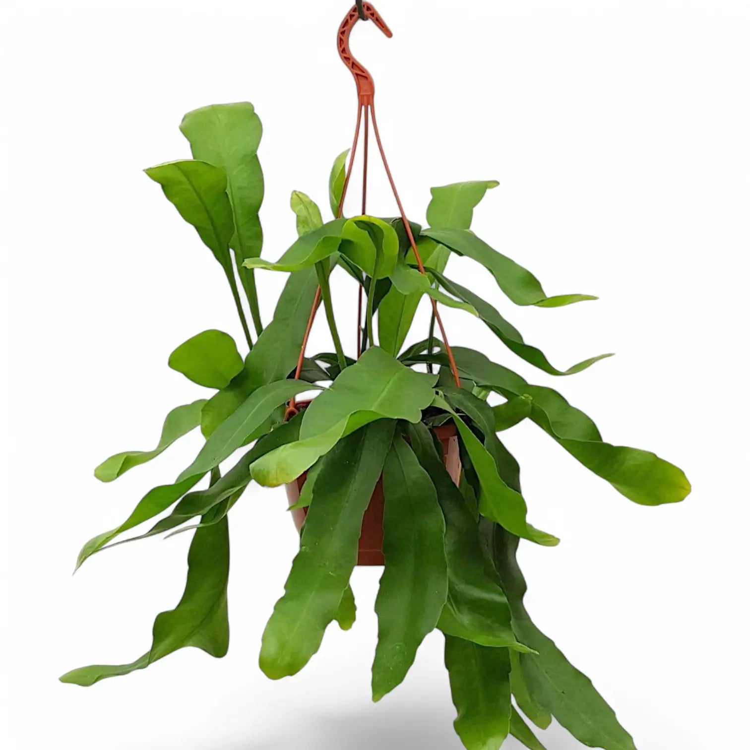 Epiphyllum oxypetalum potted plant in nursery pot on white background.