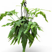 Epiphyllum oxypetalum potted plant in nursery pot on white background.