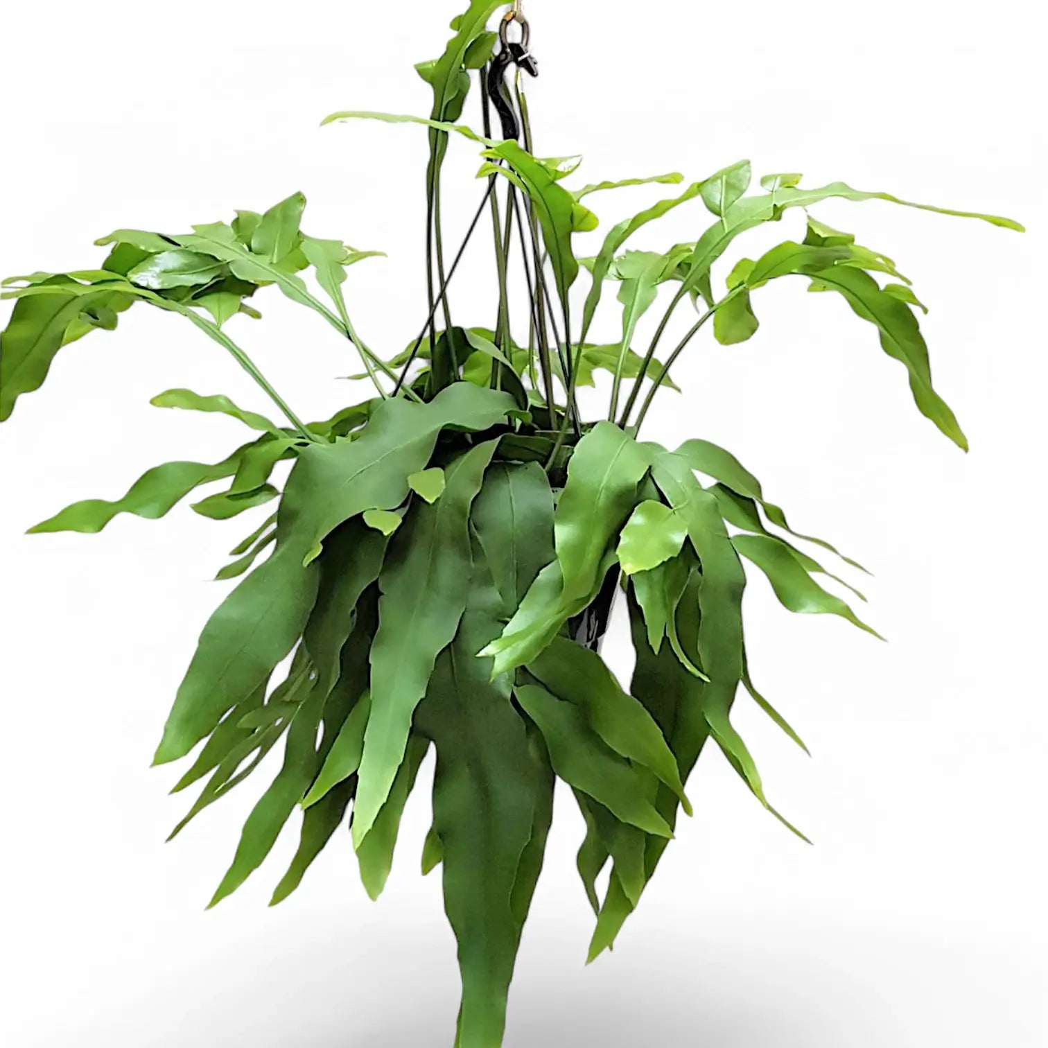 Epiphyllum oxypetalum potted plant in nursery pot on white background.