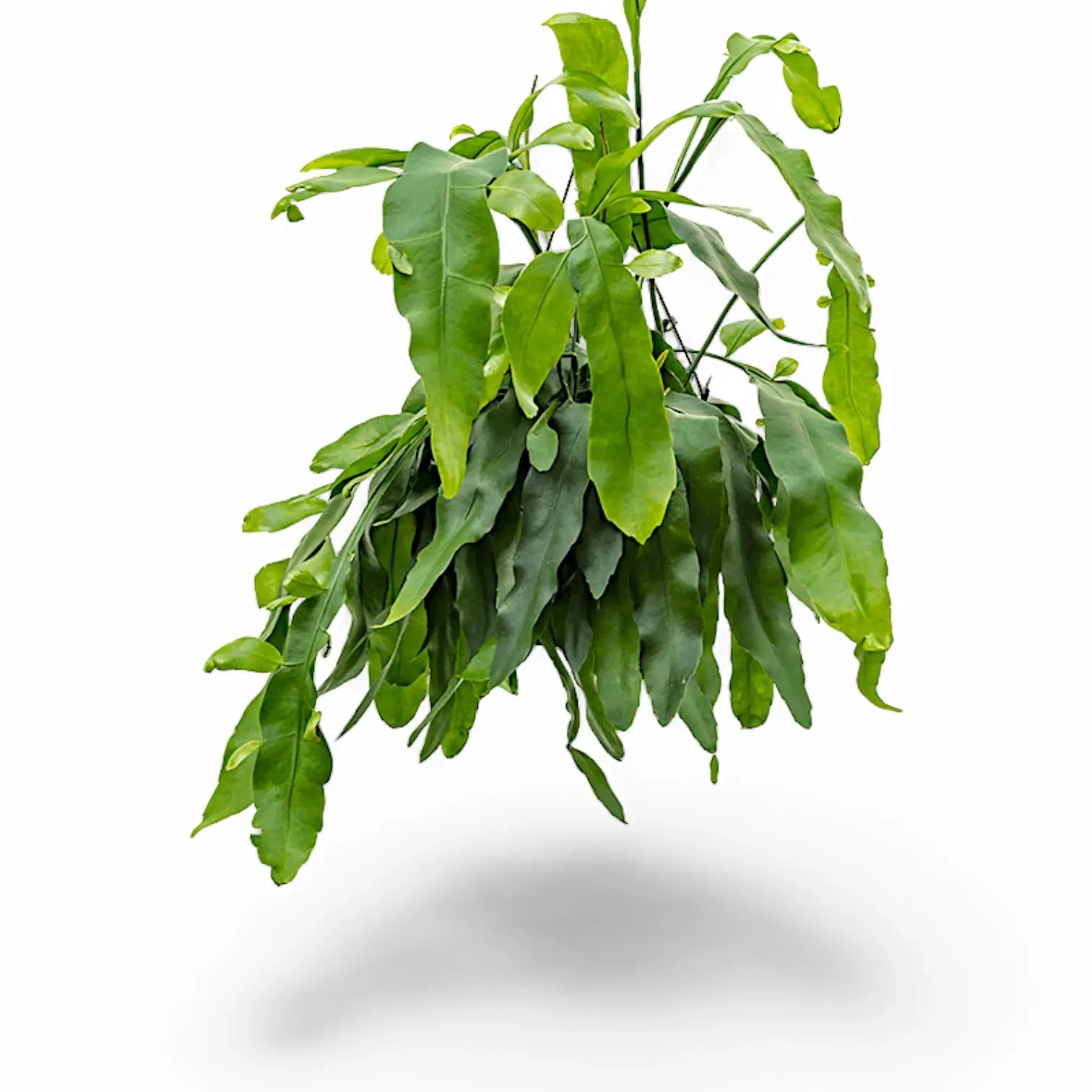 Epiphyllum oxypetalum potted plant in nursery pot on white background.