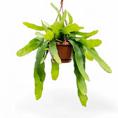 Epiphyllum pumilum potted plant in nursery pot on white background.