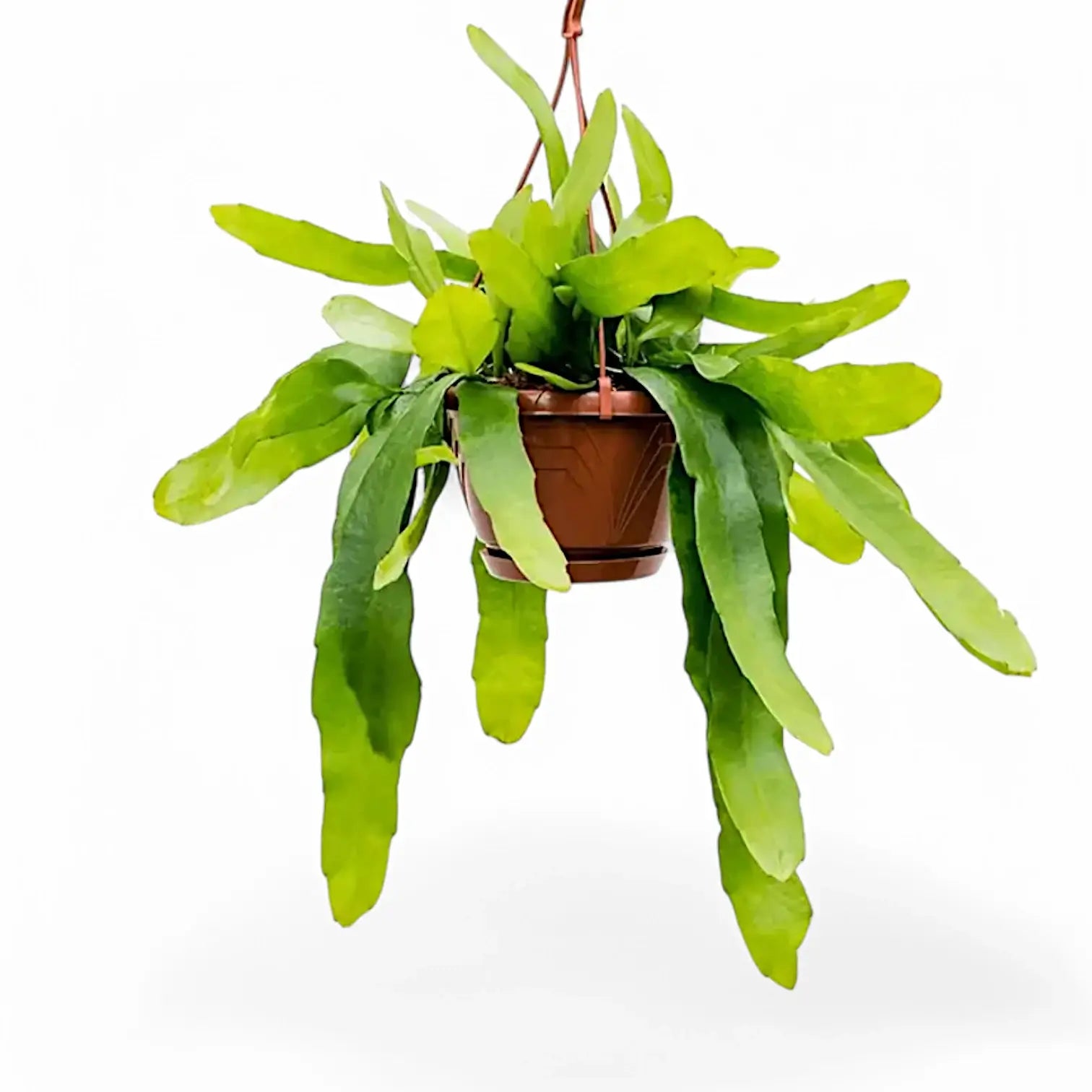 Epiphyllum pumilum potted plant in nursery pot on white background.
