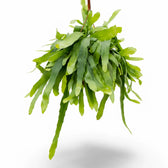 Epiphyllum pumilum potted plant in nursery pot on white background.