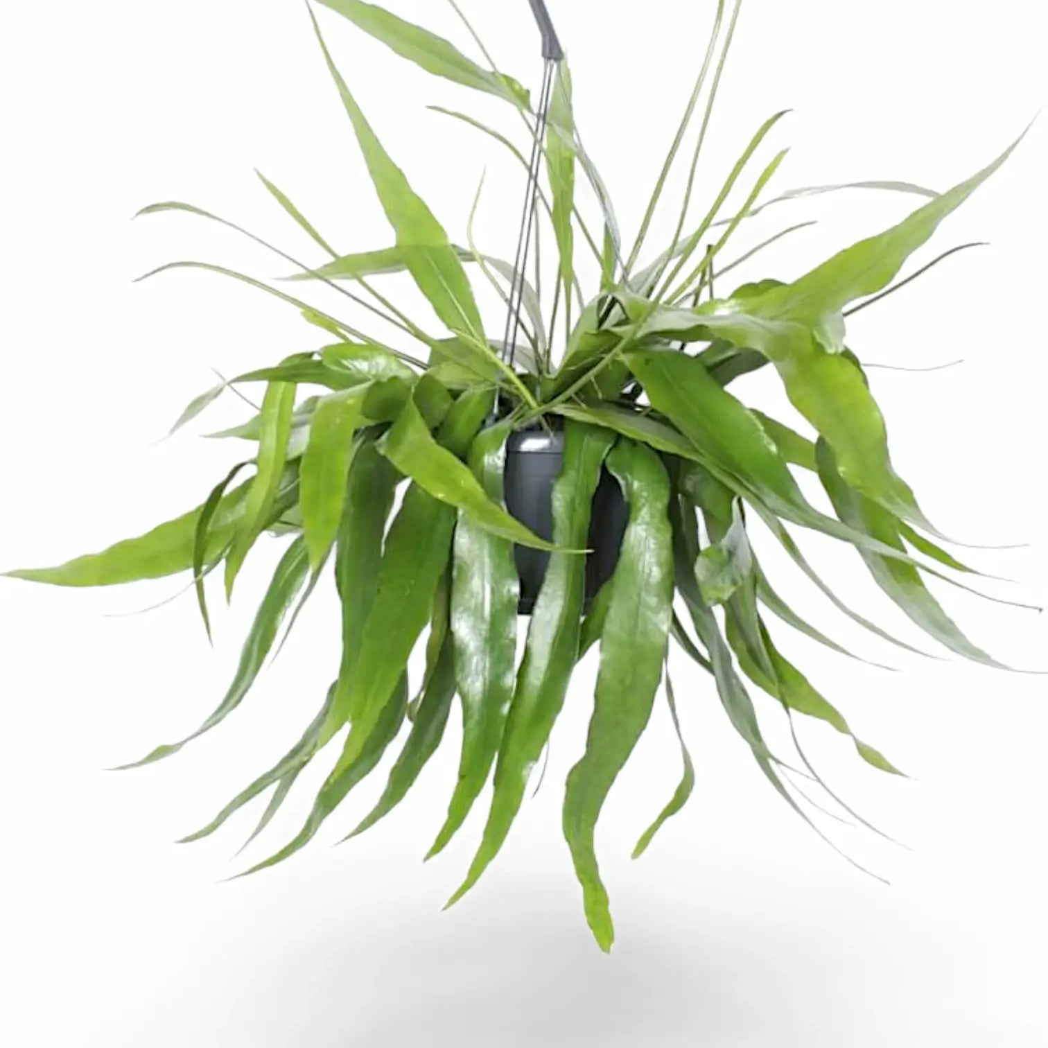 Epiphyllum pumilum potted plant in nursery pot on white background.