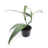 Epipremnum amplissimum potted plant in nursery pot on white background.