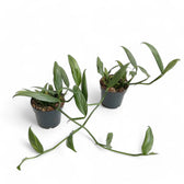 Epipremnum amplissimum potted plant in nursery pot on white background.