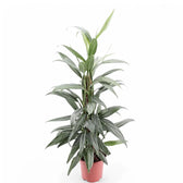 Epipremnum amplissimum potted plant in nursery pot on white background.