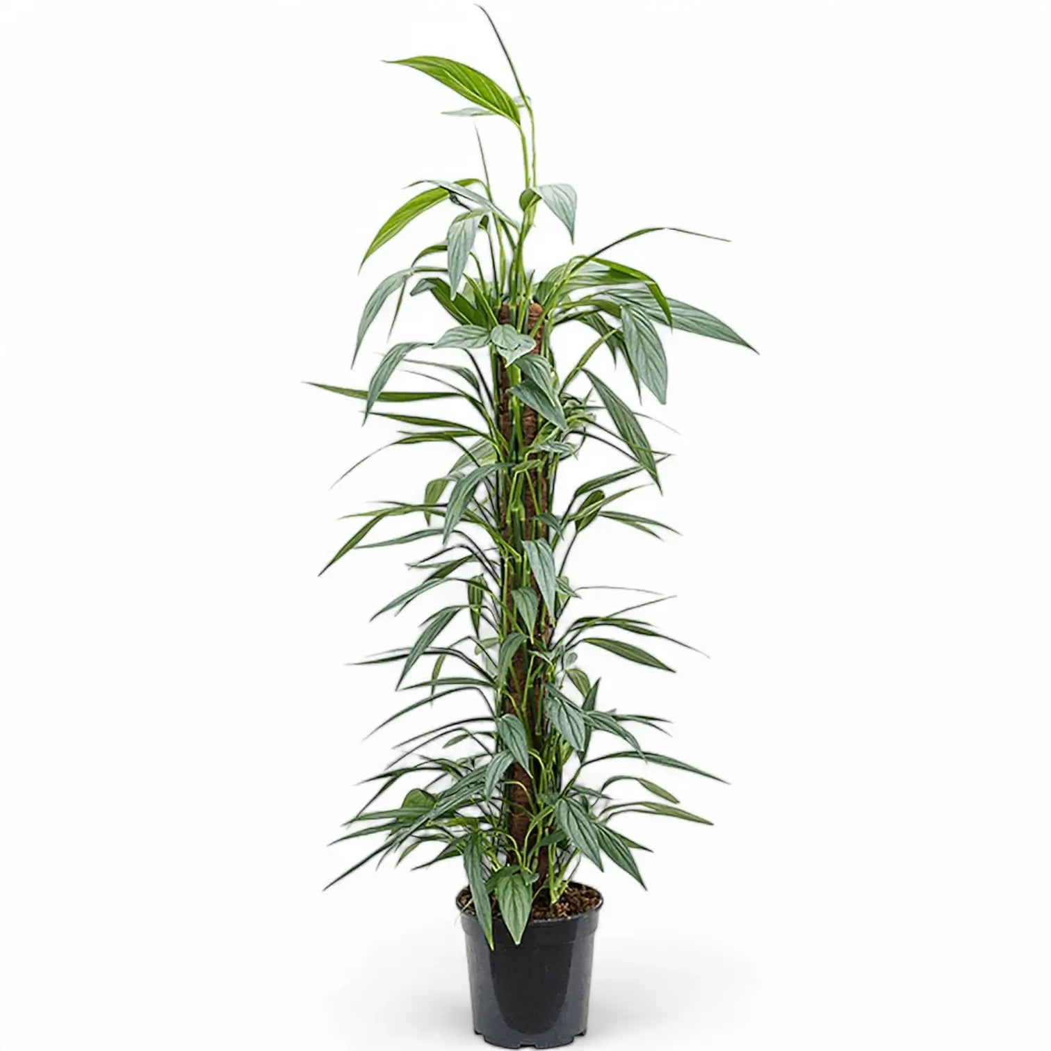 Epipremnum amplissimum potted plant in nursery pot on white background.