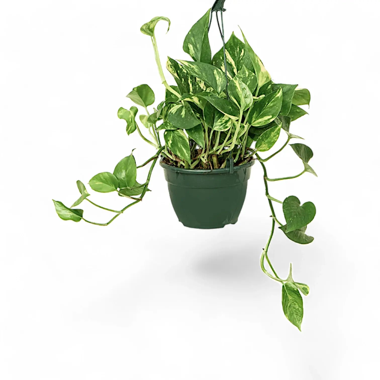 Epipremnum aureum potted plant in nursery pot on white background.