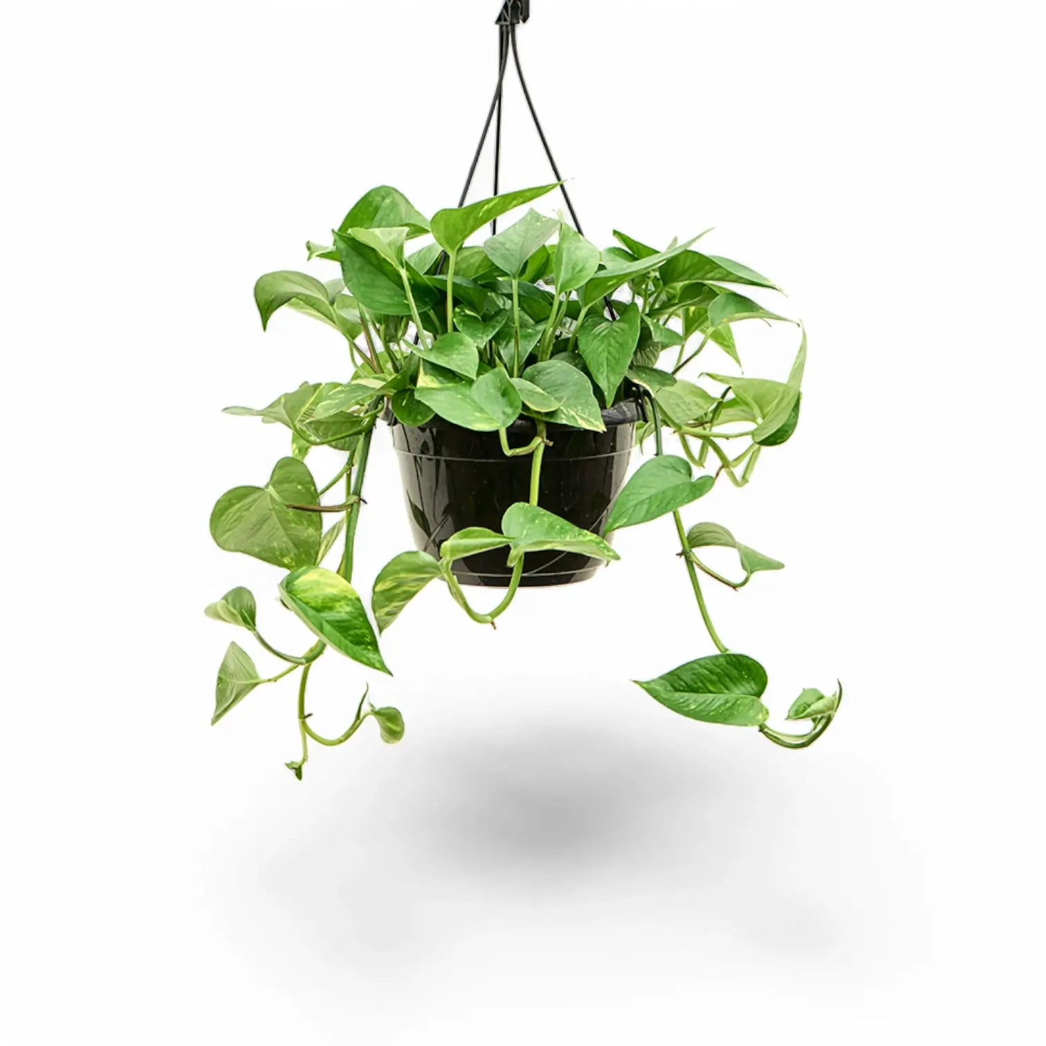 Epipremnum aureum potted plant in nursery pot on white background.