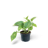 Epipremnum aureum potted plant in nursery pot on white background.