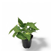 Epipremnum aureum potted plant in nursery pot on white background.