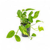 Epipremnum aureum potted plant in nursery pot on white background.