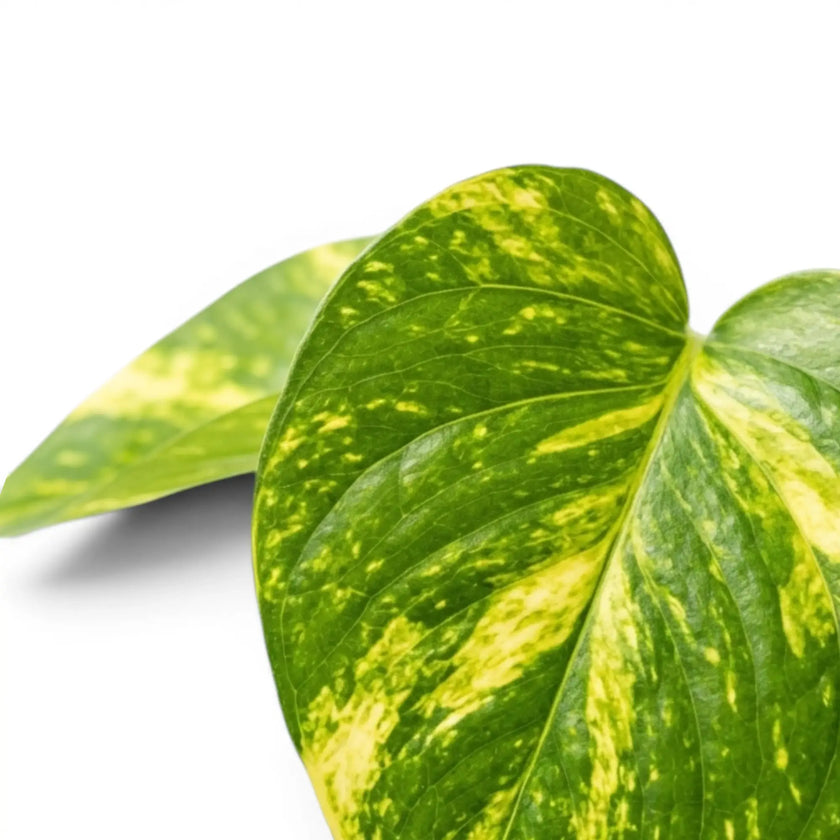 Nahaufnahme der Blätter von Epipremnum aureum vor weißem Hintergrund