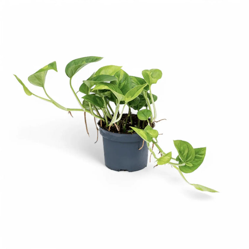 Epipremnum aureum ‘Global Green’ potted plant in nursery pot on white background.