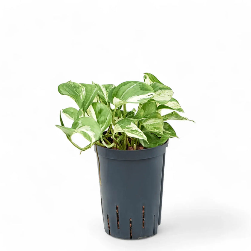 Epipremnum aureum 'Happy Leaf' ('Manjula') potted plant in nursery pot on white background.