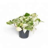 Epipremnum aureum 'Happy Leaf' ('Manjula') potted plant in nursery pot on white background.