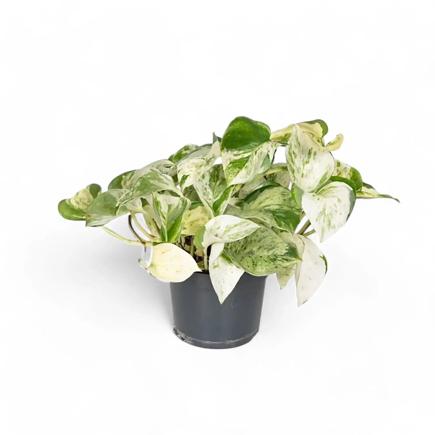 Epipremnum aureum 'Happy Leaf' ('Manjula') potted plant in nursery pot on white background.