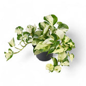 Epipremnum aureum 'Happy Leaf' ('Manjula') potted plant in nursery pot on white background.