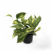Epipremnum aureum 'HiColor' Zimmerpflanze im Anzuchttopf vor weißem Hintergrund, Produktfoto 2.