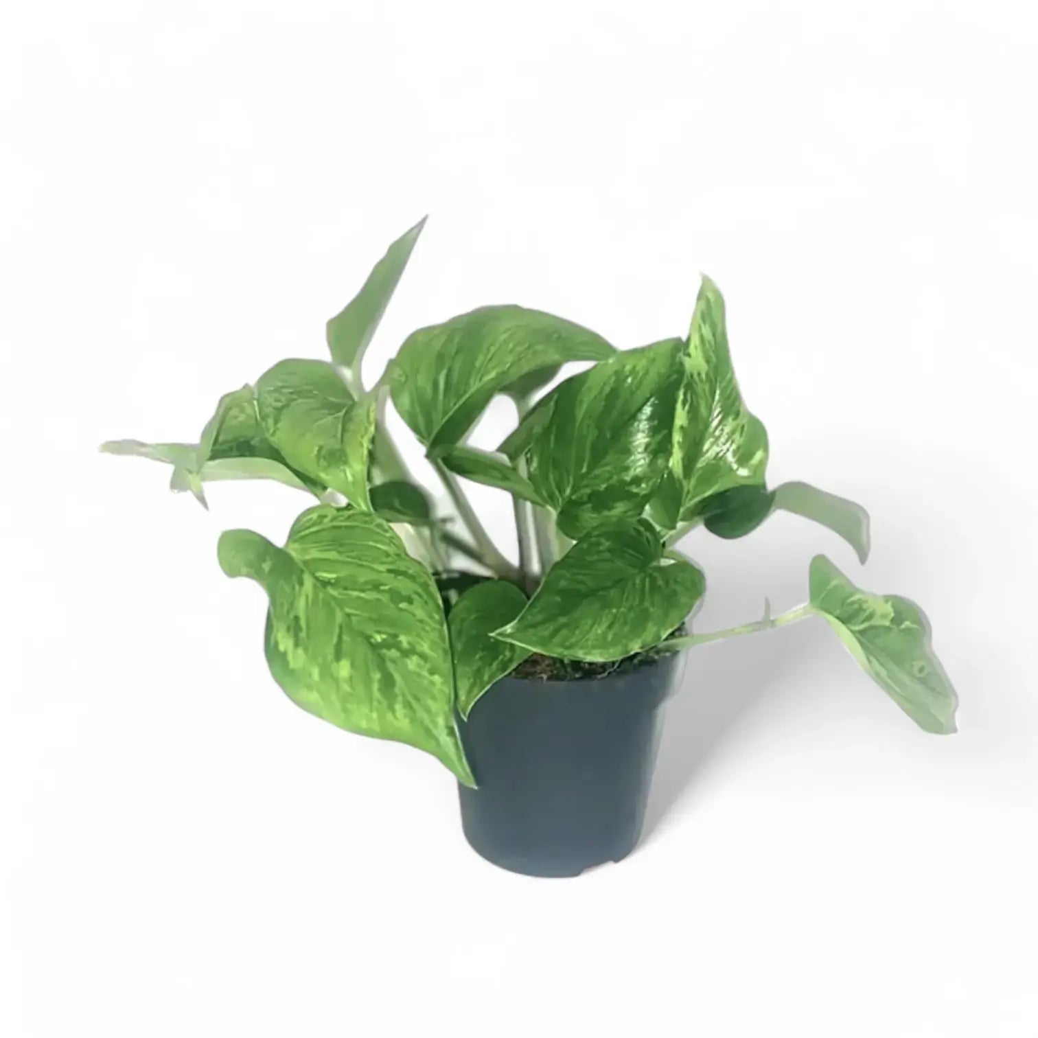 Epipremnum aureum 'Jungle Star' ('Marble green') potted plant in nursery pot on white background.
