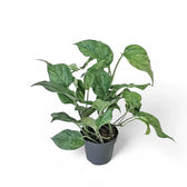 Epipremnum aureum 'Jungle Star' ('Marble green') potted plant in nursery pot on white background.