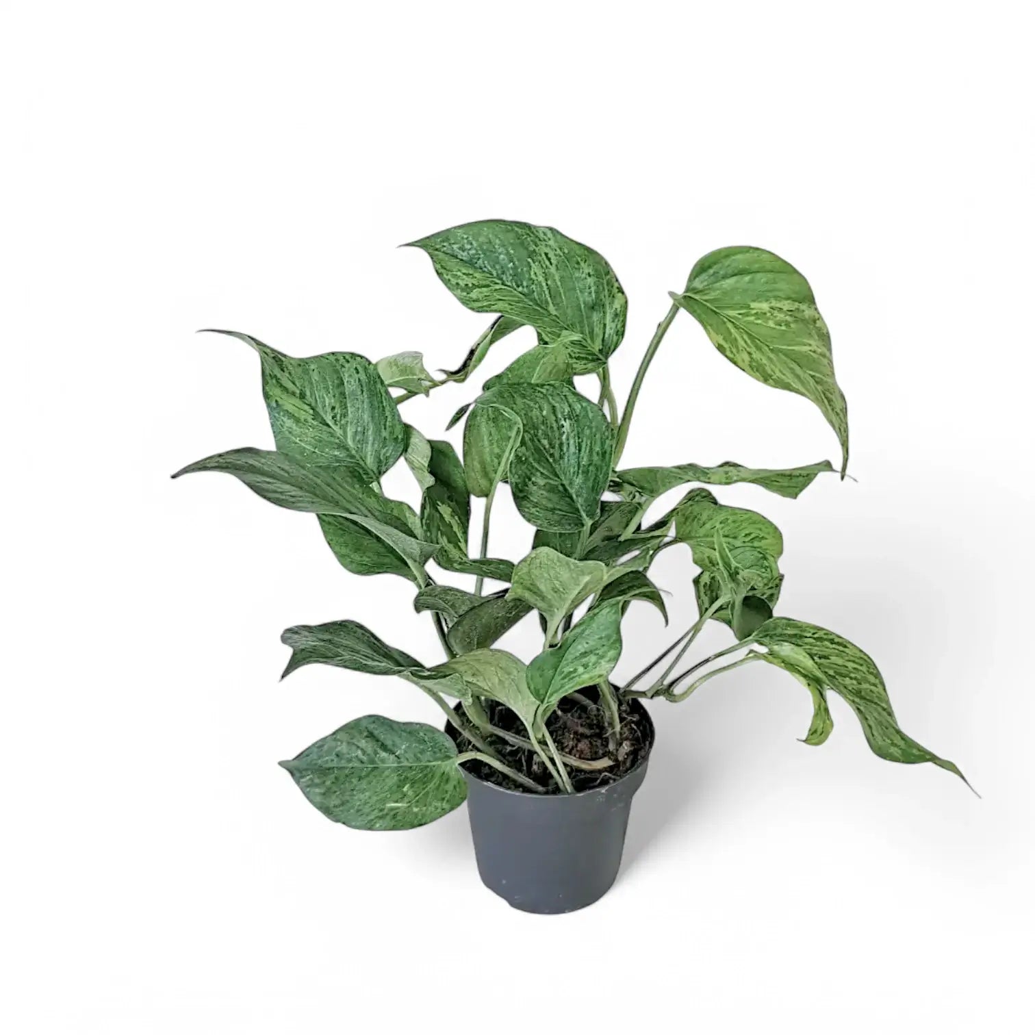 Epipremnum aureum 'Jungle Star' ('Marble green') potted plant in nursery pot on white background.