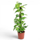 Epipremnum aureum large plant in a nursery pot on a white background