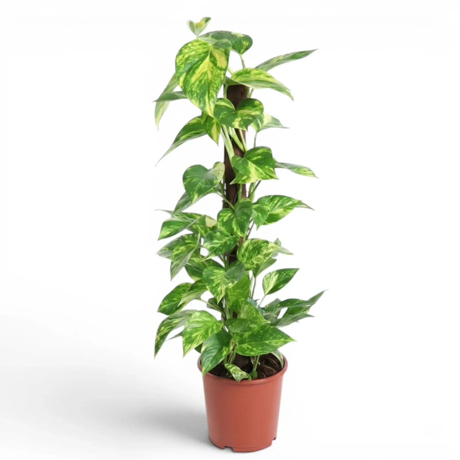 Epipremnum aureum large plant in a nursery pot on a white background