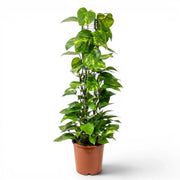 Großes Epipremnum aureum im Kulturtopf vor weißem Hintergrund
