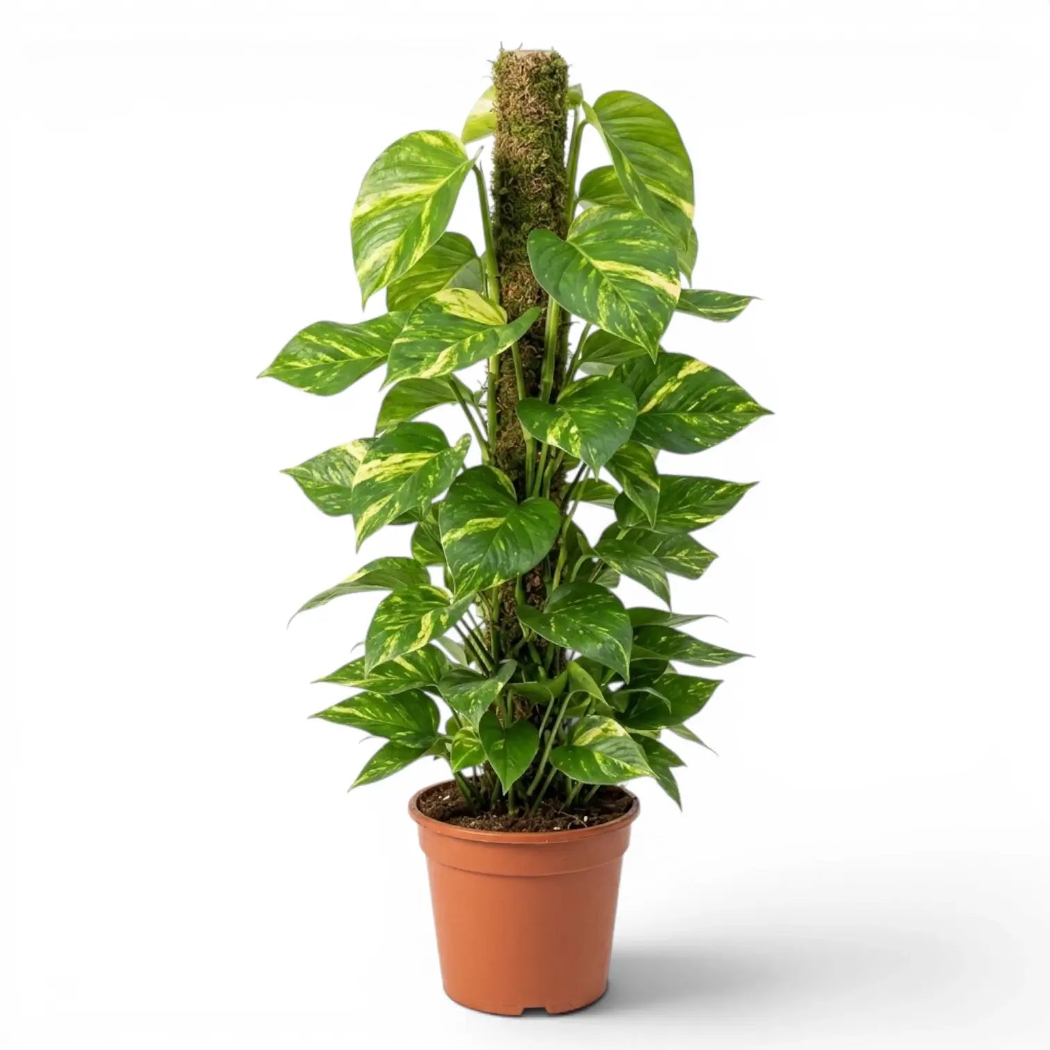 Large Epipremnum aureum plant in a nursery pot on a white background