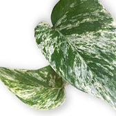 Epipremnum aureum 'Marble queen' leaf detail on white background.