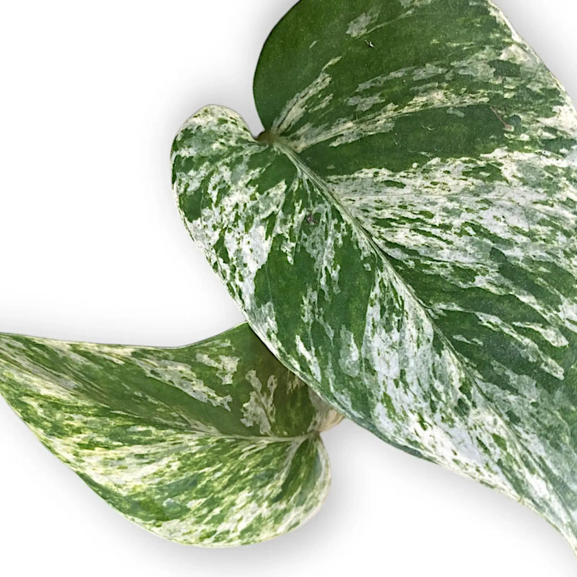 Epipremnum aureum 'Marble queen' leaf detail on white background.