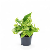 Epipremnum aureum 'Marble queen' potted plant in nursery pot on white background.