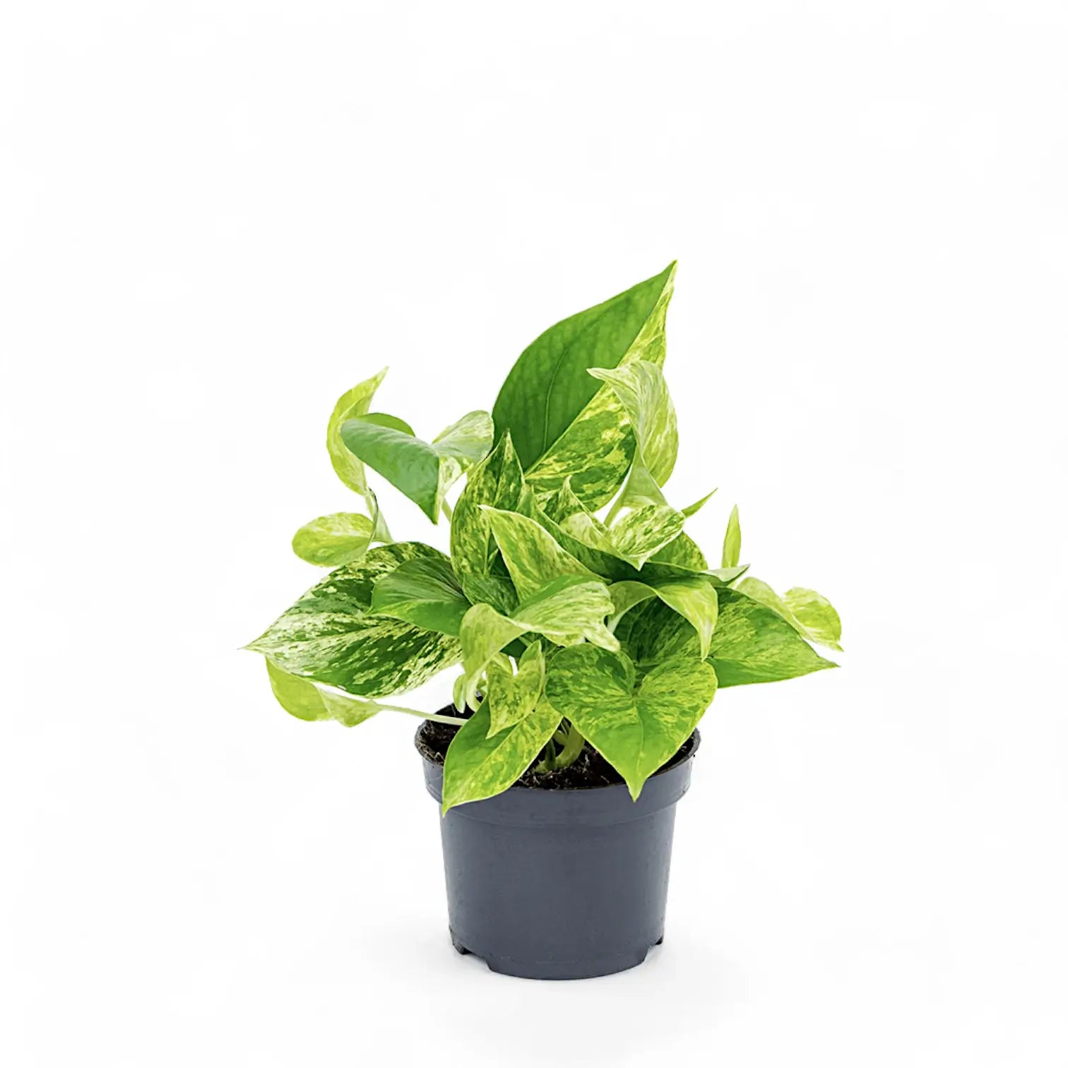 Epipremnum aureum 'Marble queen' potted plant in nursery pot on white background.