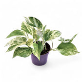 Epipremnum aureum 'Marble queen' potted plant in nursery pot on white background.